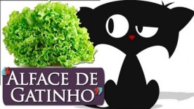 Gato que fala e come alface – psicofobia